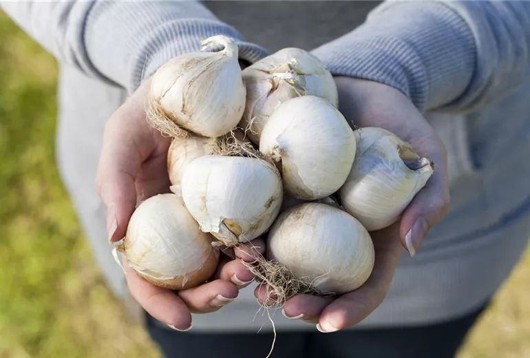 Allium Allium