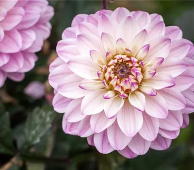 Dahlien überwintern – Knollen im Winter lagern