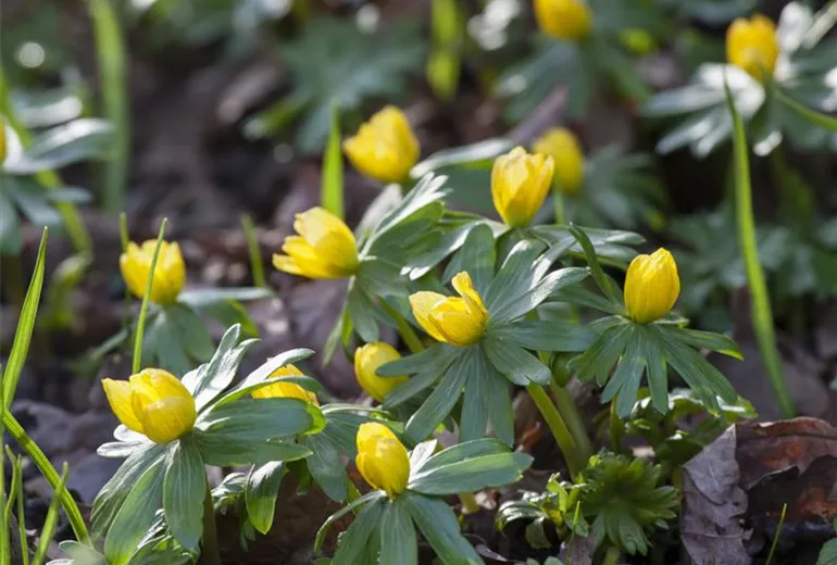 Eranthis hyemalis Eranthis hyemalis