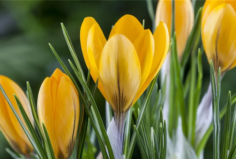 Crocus chrysanthus Crocus chrysanthus