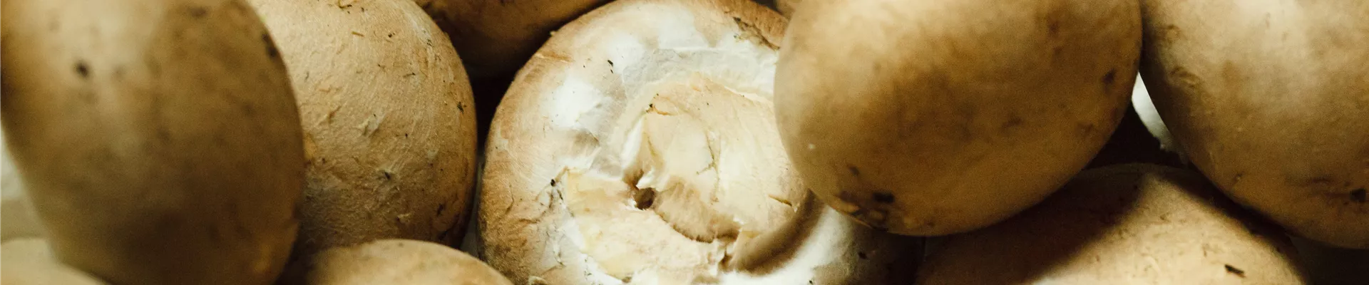 Agaricus campestris Agaricus campestris