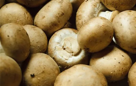 Speisepilze im eigenen Garten ziehen Speisepilze im eigenen Garten ziehen