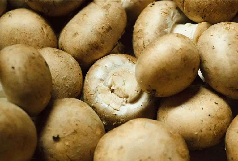 Agaricus campestris