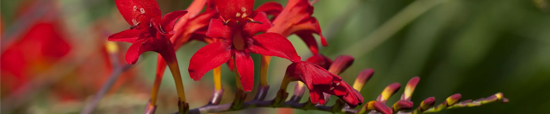 Crocosmia masoniorum
