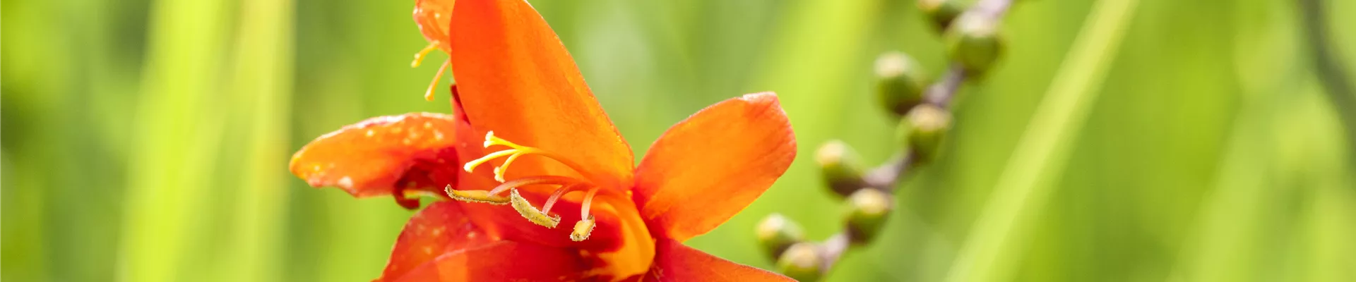 Crocosmia x crocosmiiflora