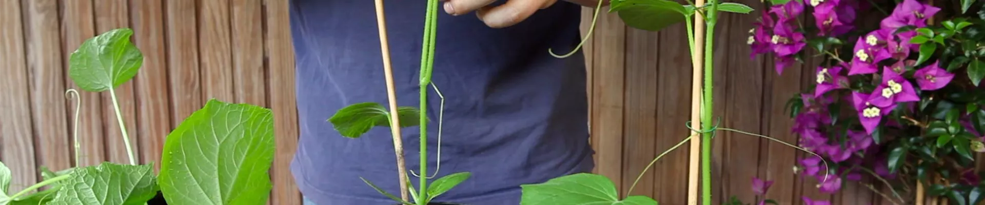 Gurken - Anzucht hochbinden (4)