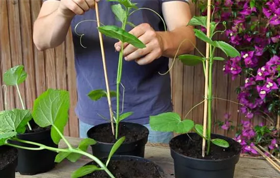 Gurken - Anzucht Hochbinden Gurken - Anzucht Hochbinden