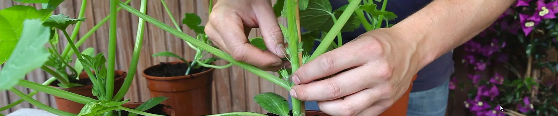 Zucchini - Anzucht hochbinden (thumbnail) Zucchini - Anzucht hochbinden (thumbnail)