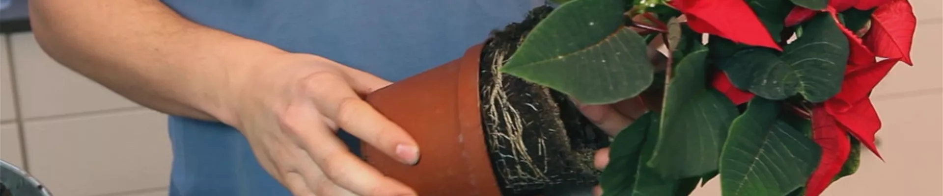 Weihnachtsstern – Einpflanzen in ein Gefäß 6 Weihnachtsstern – Einpflanzen in ein Gefäß 6