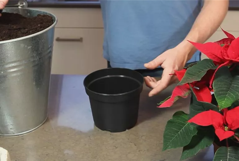 Weihnachtsstern – Einpflanzen in ein Gefäß 1 Weihnachtsstern – Einpflanzen in ein Gefäß 1