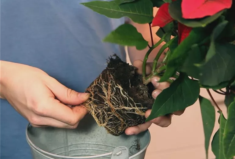 Weihnachtsstern – Einpflanzen in ein Gefäß 2 Weihnachtsstern – Einpflanzen in ein Gefäß 2