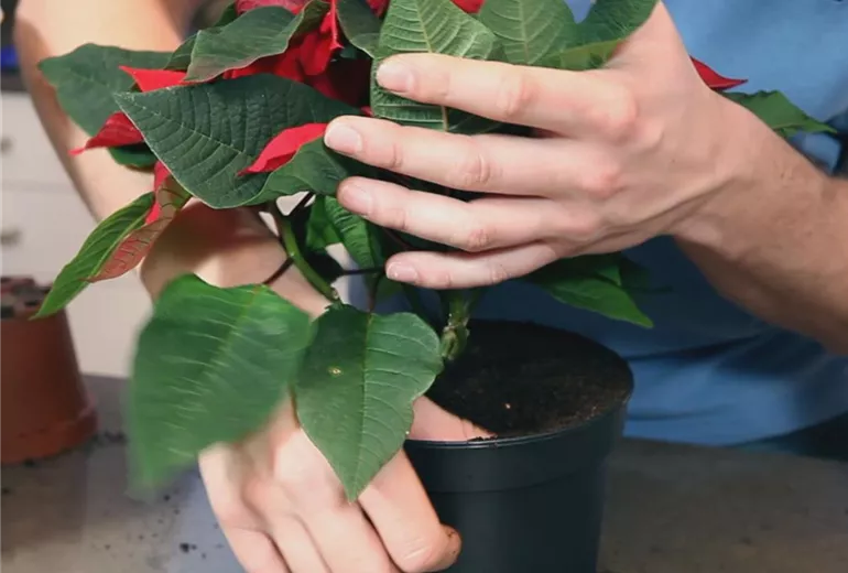 Weihnachtsstern – Einpflanzen in ein Gefäß 3 Weihnachtsstern – Einpflanzen in ein Gefäß 3