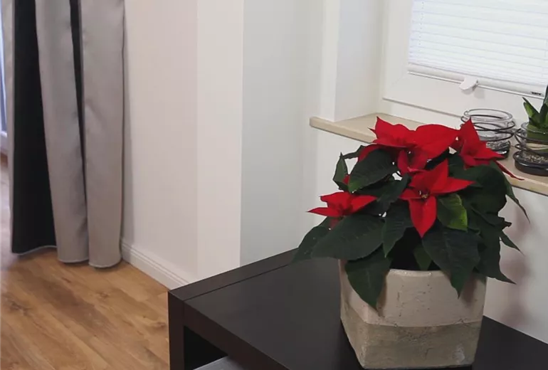 Weihnachtsstern – Einpflanzen in ein Gefäß 4 Weihnachtsstern – Einpflanzen in ein Gefäß 4