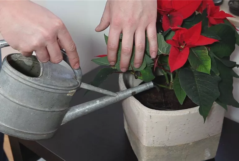 Weihnachtsstern – Einpflanzen in ein Gefäß 5 Weihnachtsstern – Einpflanzen in ein Gefäß 5