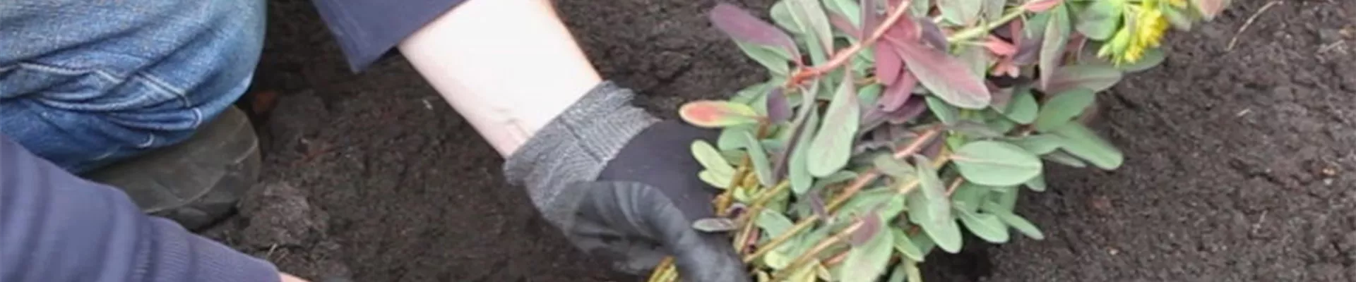 Wolfsmilch – Einpflanzen im Garten 3