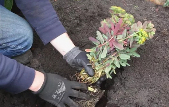 Wolfsmilch – Einpflanzen im Garten Wolfsmilch – Einpflanzen im Garten