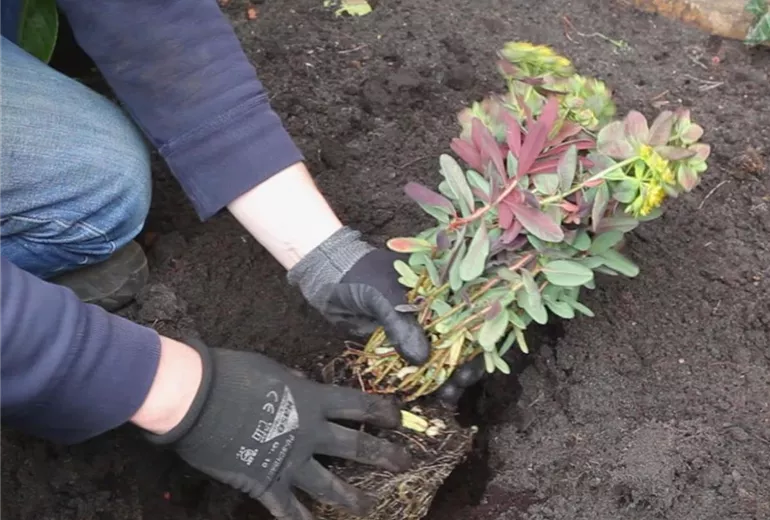 Wolfsmilch – Einpflanzen im Garten 3