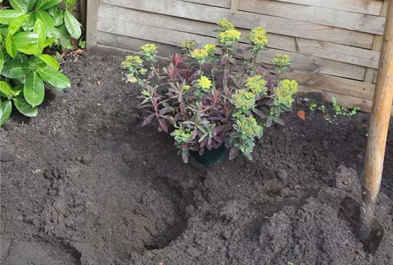 Wolfsmilch – Einpflanzen im Garten 1