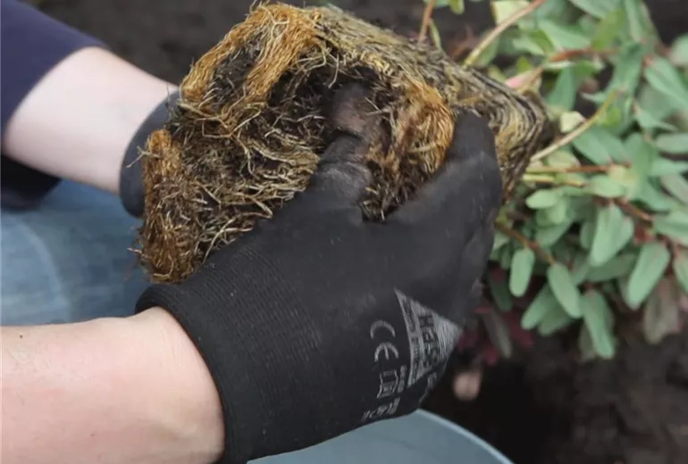 Wolfsmilch – Einpflanzen im Garten 2