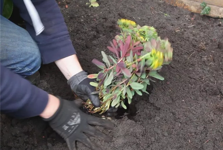 Wolfsmilch – Einpflanzen im Garten 4