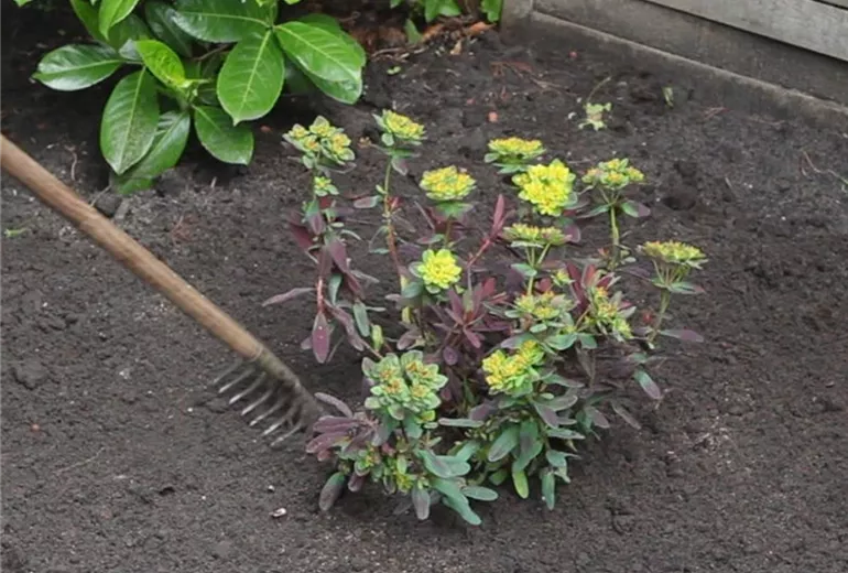 Wolfsmilch – Einpflanzen im Garten 5