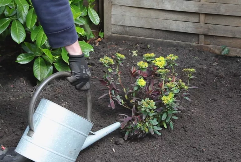 Wolfsmilch – Einpflanzen im Garten 6