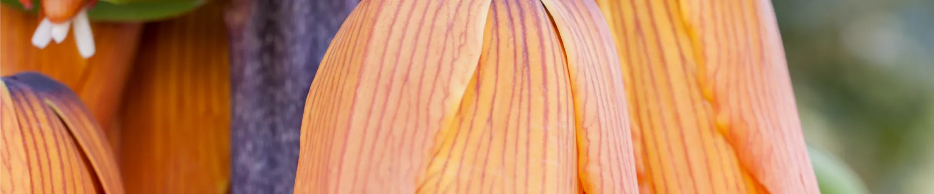 Fritillaria imperialis