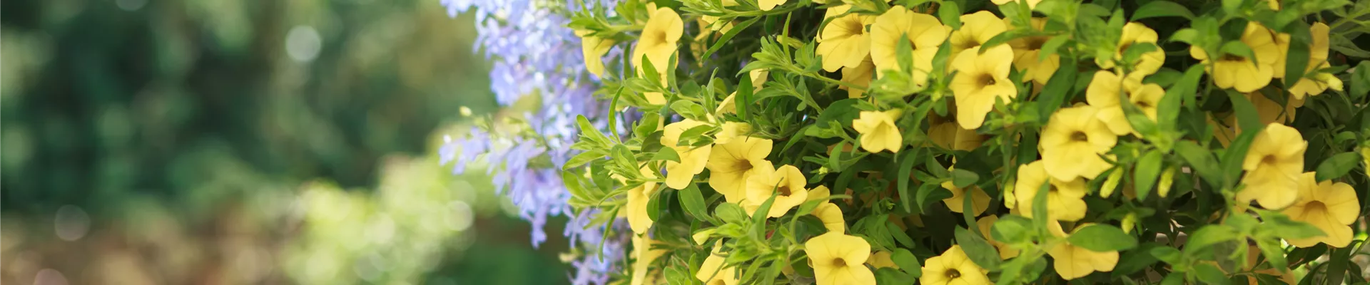 Ampelbepflanzung mit Petunien