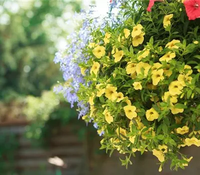 Mit Sommerblumen im Garten kommt viel Farbe ins Beet