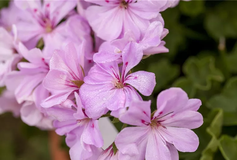 Pelargonium