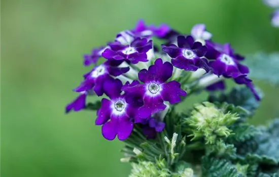 Die Verbene – der Insektenstar unter den Pflanzen Die Verbene – der Insektenstar unter den Pflanzen