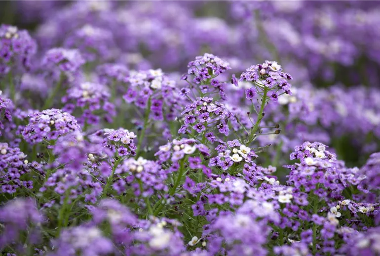 Lobelia