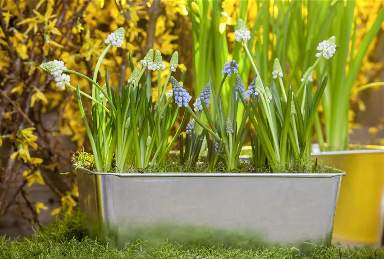 Muscari