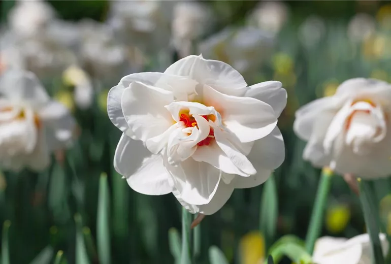 Narcissus
