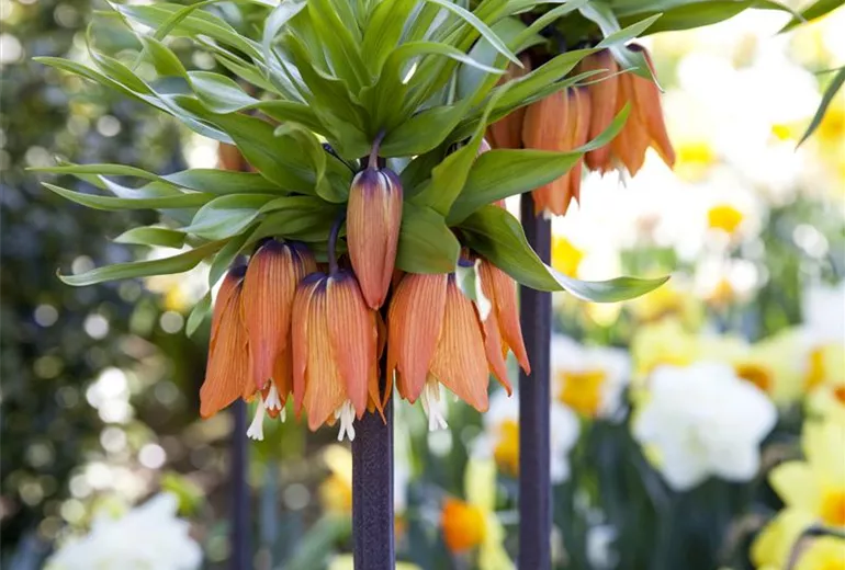 Fritillaria imperialis