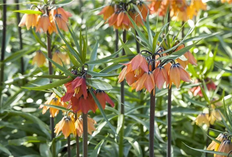 Fritillaria imperialis