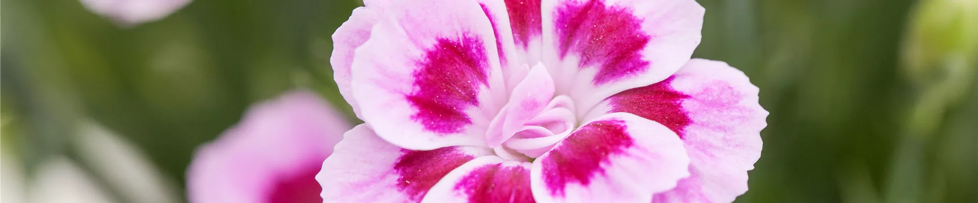 Dianthus caryophyllus Dianthus caryophyllus