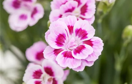 Dianthus – symbolträchtige Nelken Dianthus – symbolträchtige Nelken