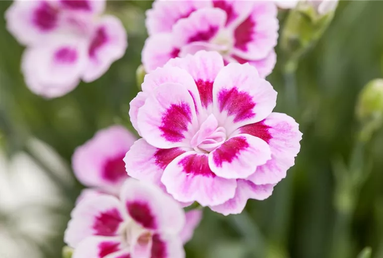 Dianthus caryophyllus Dianthus caryophyllus