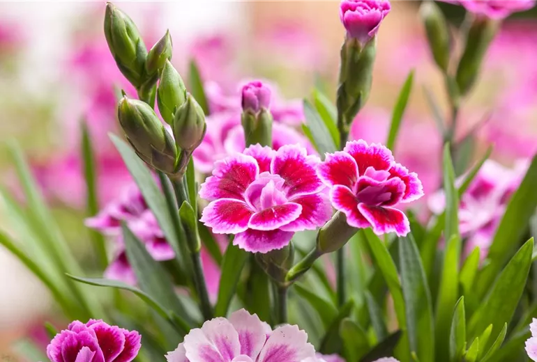 Dianthus caryophyllus, rosa Dianthus caryophyllus, rosa