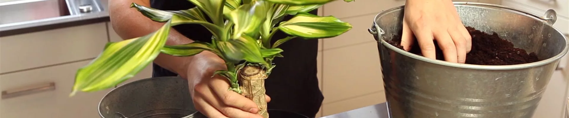 Drachenbaum - Einpflanzen in ein Gefäß (3)