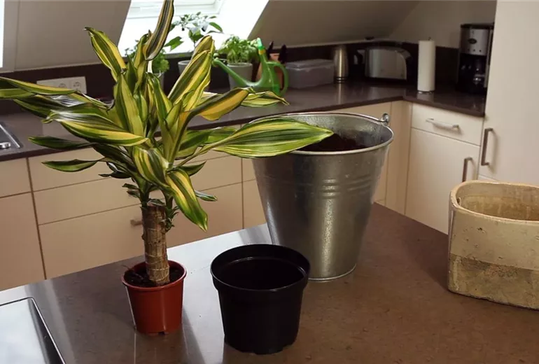 Drachenbaum - Einpflanzen in ein Gefäß (1)