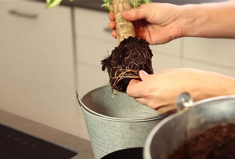 Drachenbaum - Einpflanzen in ein Gefäß (2)