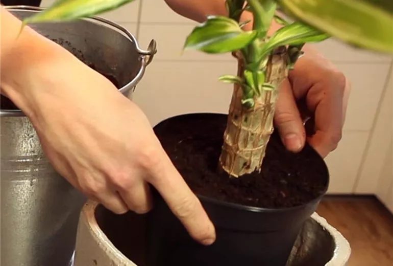 Drachenbaum - Einpflanzen in ein Gefäß (4)
