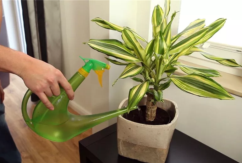 Drachenbaum - Einpflanzen in ein Gefäß (5)