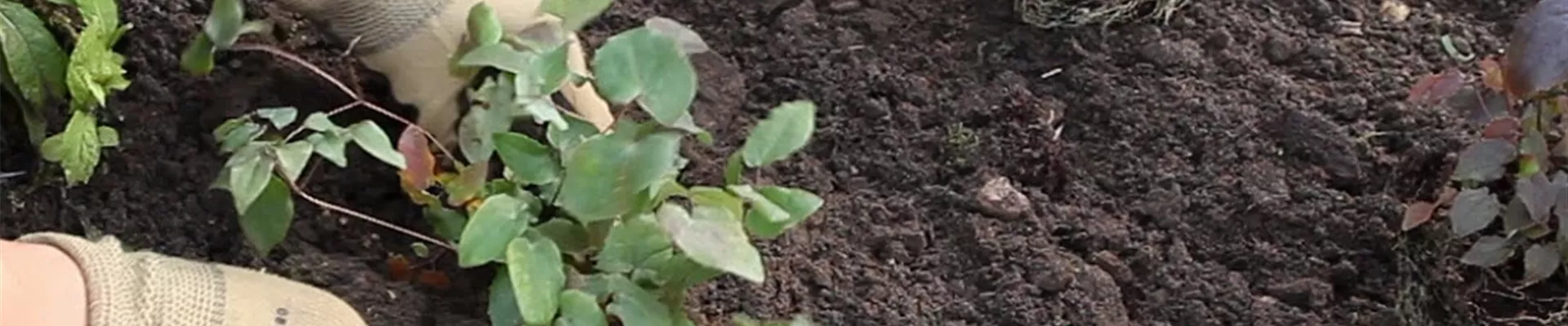 Elfenblume - Einpflanzen im Garten (Anleitung - 0) Elfenblume - Einpflanzen im Garten (Anleitung - 0)