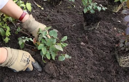 Elfenblume - Einpflanzen im Garten Elfenblume - Einpflanzen im Garten