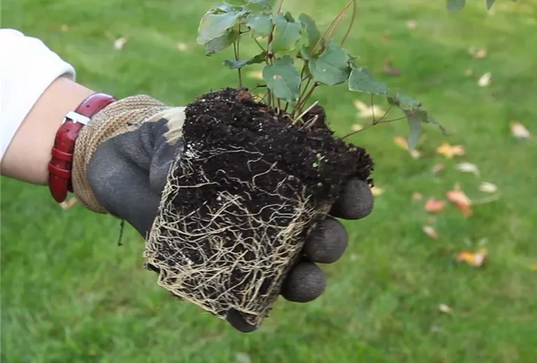 Elfenblume - Einpflanzen im Garten (Anleitung - 1) Elfenblume - Einpflanzen im Garten (Anleitung - 1)