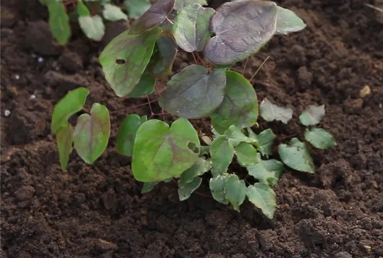 Elfenblume - Einpflanzen im Garten (Anleitung - 2) Elfenblume - Einpflanzen im Garten (Anleitung - 2)
