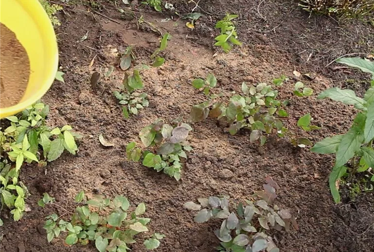 Elfenblume - Einpflanzen im Garten (Anleitung - 3) Elfenblume - Einpflanzen im Garten (Anleitung - 3)